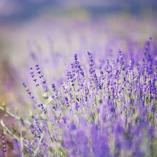Lavender lilac flowers - floral background — Stock Photo, Image