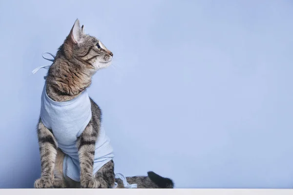 Bir kedi Kaviter işlemi sonra ameliyat sonrası bandaj — Stok fotoğraf