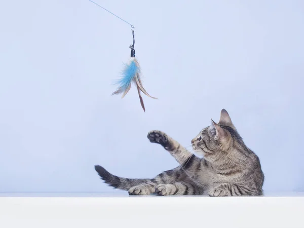 Kedi tüy oyuncakla oynar — Stok fotoğraf