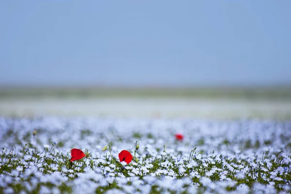Rode papaver bloemen op blauw vlas veld. Wazig CHTERGROND — Stockfoto