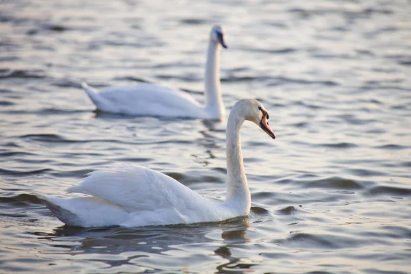 Cisne branco casal na água — Fotografia de Stock