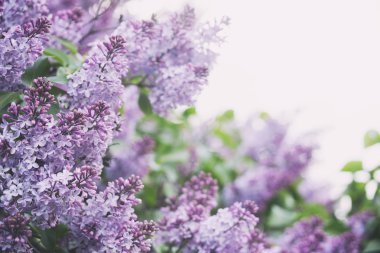 Eflatun çiçekler - doğa arka plan