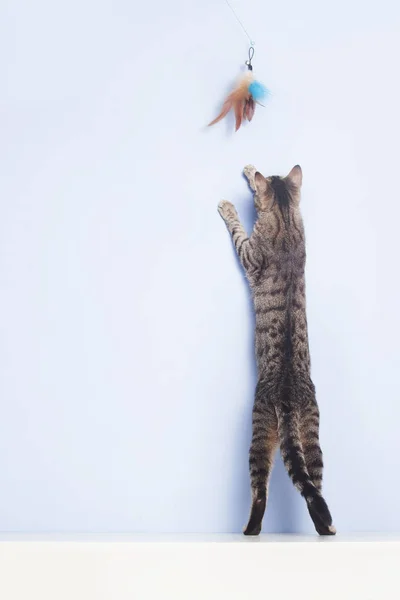 Gato pega com um brinquedo de pena — Fotografia de Stock