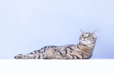 Tekir kedi masaya yatıyor