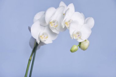 Beyaz orkide çiçekleri - egzotik doğa