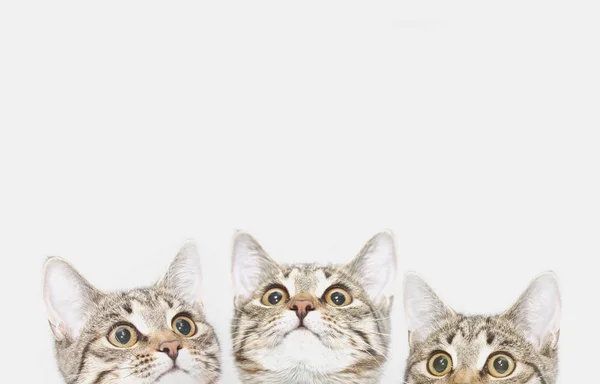 Three cute kittens are waiting to be fed. Cat faces looking up — Stock Photo, Image