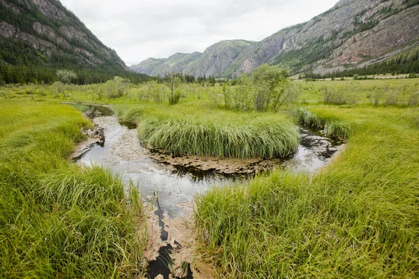 Pantano en las montañas de Altai — Foto de Stock