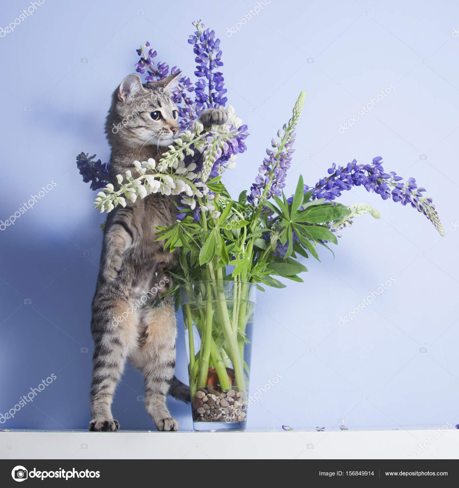 lupine cat