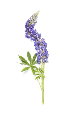 Lupin çiçek beyaz arka plan üzerinde