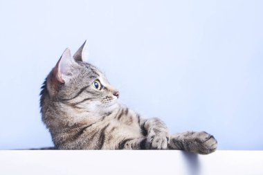 Tablo üzerinde kedi yalan