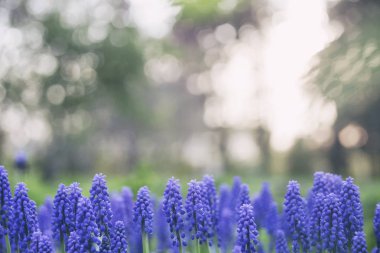 Muscari mavi çiçekler (fare sümbül)