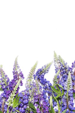 Acı bakla çiçekli beyaz arka plan