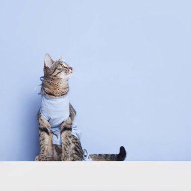 Kedi Kaviter işlemi sonra ameliyat sonrası bandaj