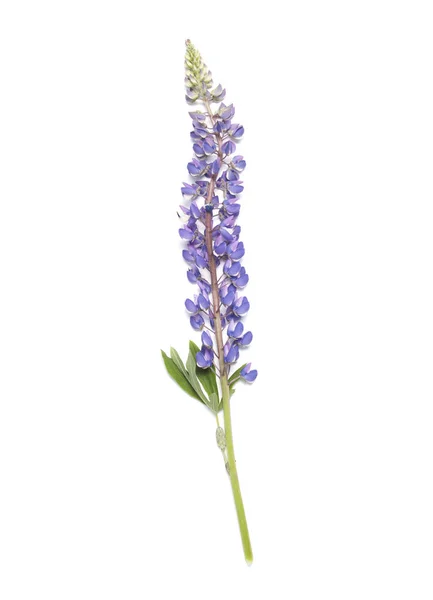 Lupin flower on white background — Stock Photo, Image