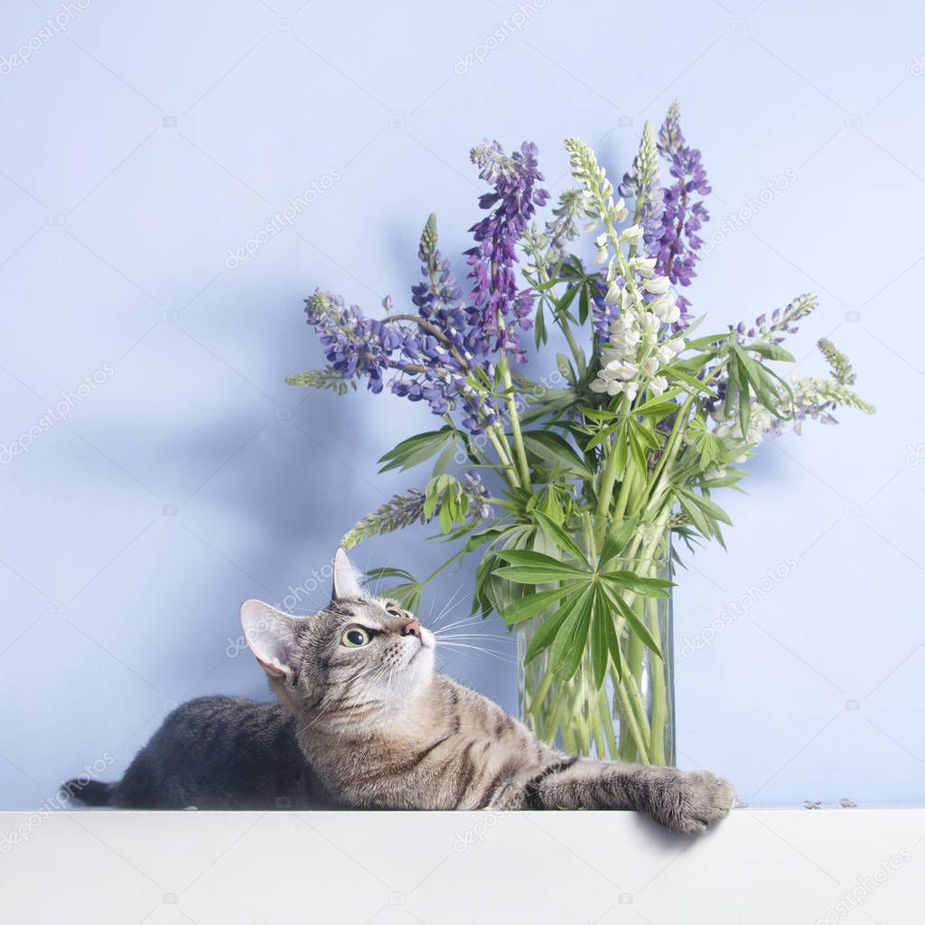 Tabby cute cat lies near lupines in vase