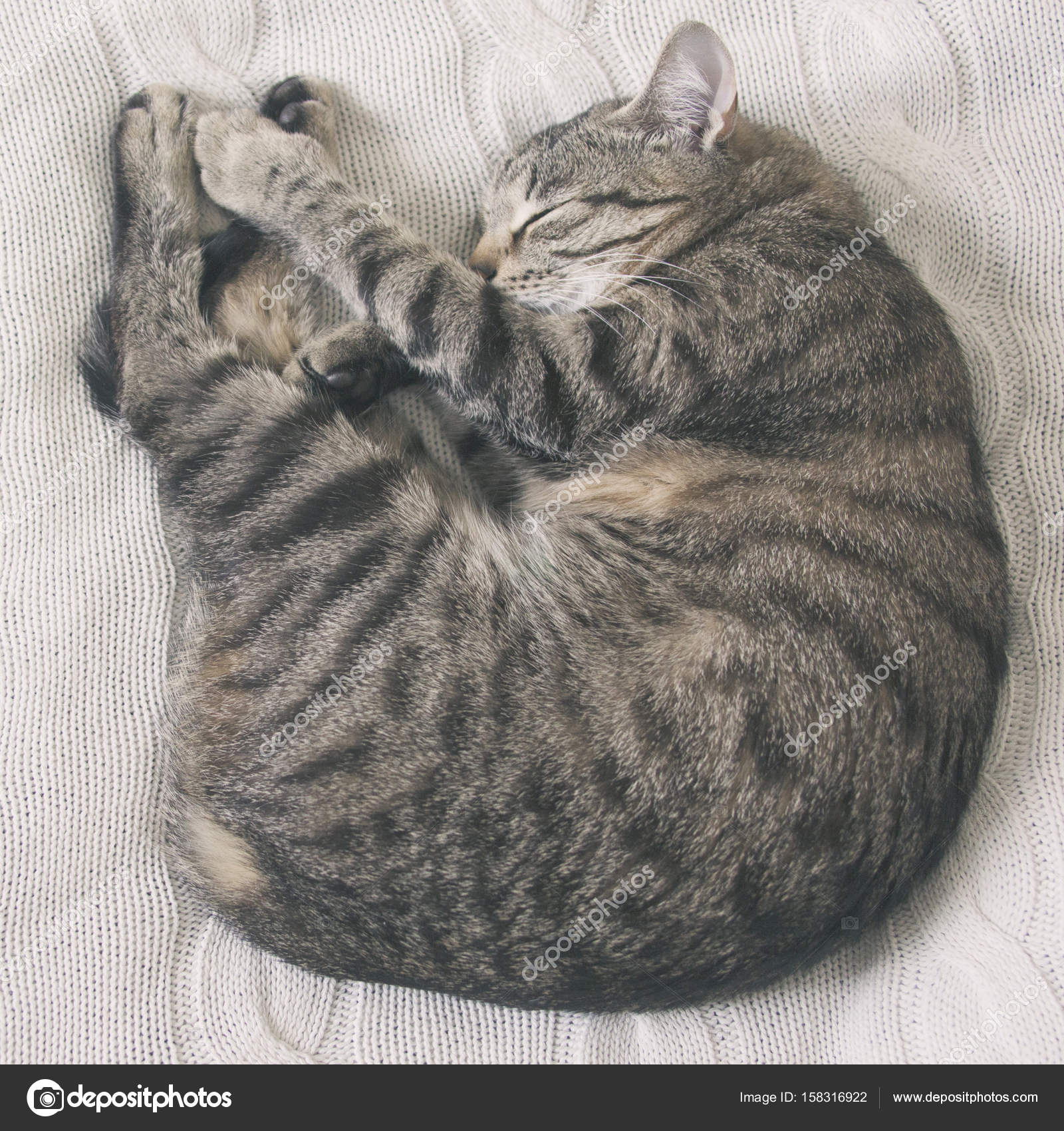 Top view cat curled up