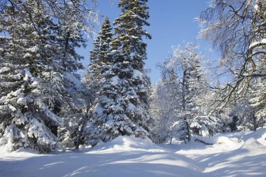 Dağ Zuratkul, kış manzarası. Snowdrifts ormanının yakınındaki