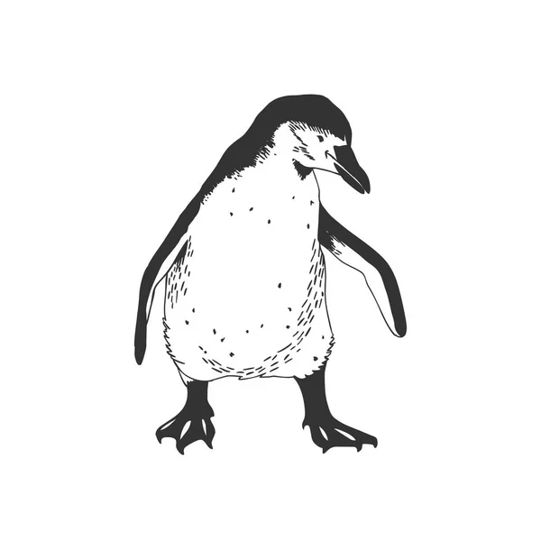 Pingvin. Svartvit illustration — Stock vektor