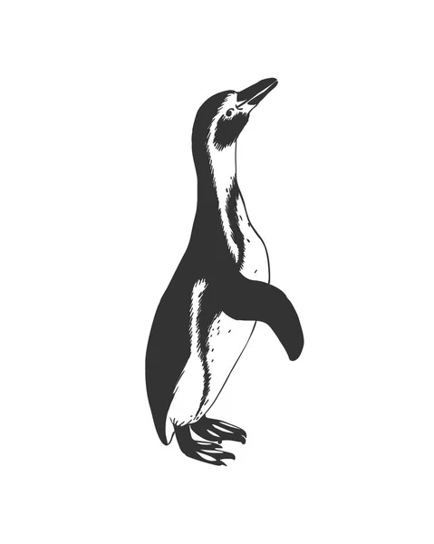 Un pingouin. Illustration noir et blanc — Image vectorielle