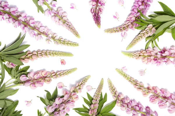 Frame of pink lupine flowers on white background — Stock Photo, Image