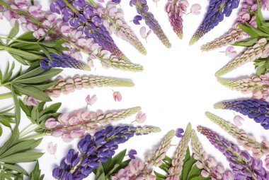 pembe ve mavi kurt çiçek çerçeve