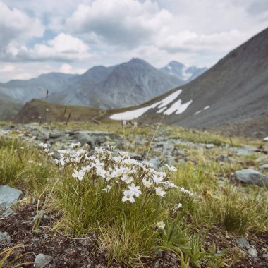 Beyaz çiçekler. Pass Kara-Turek, dağ Altay