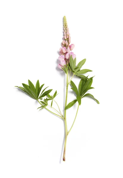 Lupin pink flower on white background — Stock Photo, Image