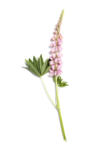 Lupin flower on white background — Stock Photo, Image