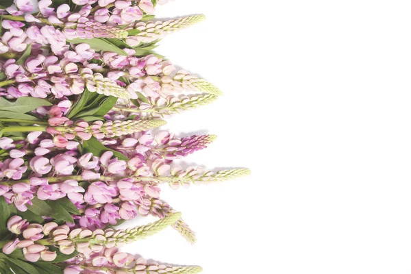 White background with pink lupines — Stock Photo, Image