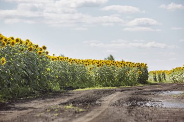 Çiçek açan ayçiçeği alan. Parça yakınındaki sarı çiçek