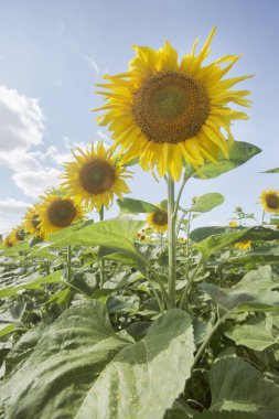 çiçek açan ayçiçeği alan. Sarı çiçek