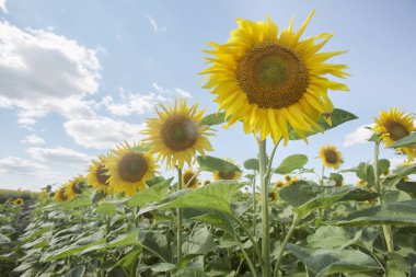 Mavi gökyüzü sahada sarı ayçiçeği çiçeklenme