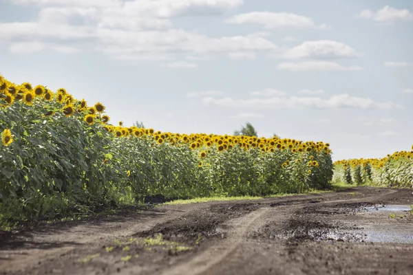 Çiçek açan ayçiçeği alan. Parça yakınındaki sarı çiçek