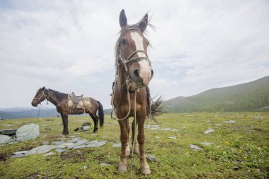 Altay Dağları'nda harnessed atlar. 