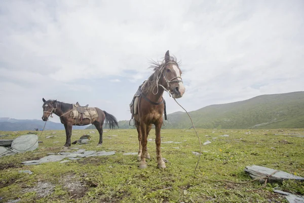 Altay Dağları'nda harnessed atlar. 