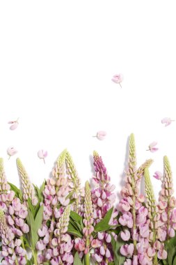 Acı bakla çiçekli beyaz arka plan