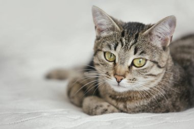 Beyaz örme arka planda tekir sevimli kedi