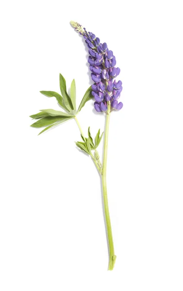 Lupin purple flower on white background — Stock Photo, Image
