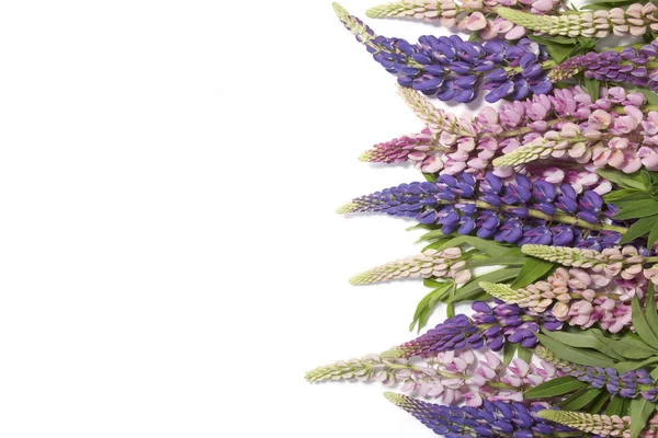 White background with lupine flowers — Stock Photo, Image