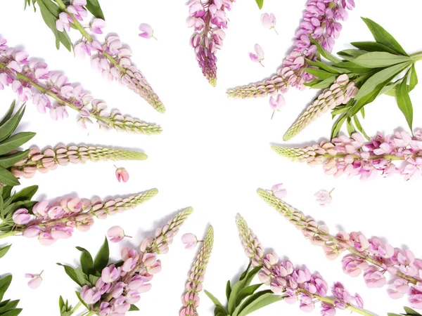 Beyaz arka plan. Çerçeve pembe kurt çiçek