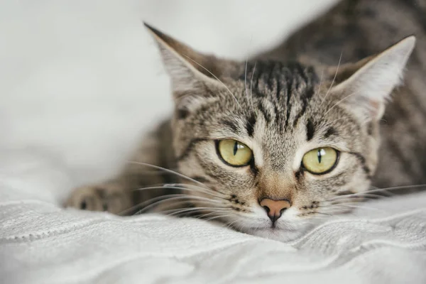 Tabby cute cat lies on knitted background — Stock Photo, Image