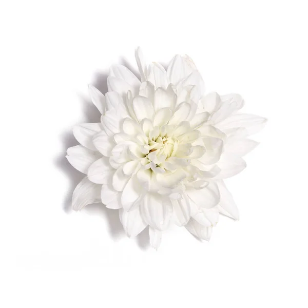 在白色背景上的白色菊花 — 图库照片