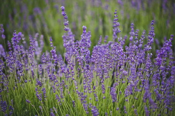 Lavanta Eflatun çiçek arka plan çiçekler