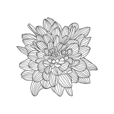 Doğrusal vektör el çekilmiş Kasımpatı çiçeği