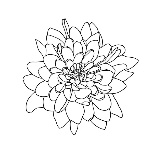 Vector lineal dibujado a mano flor de crisantemo — Vector de stock