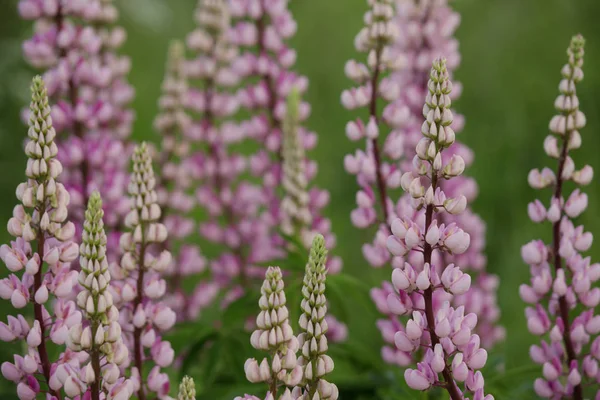 Latar belakang alam. Pink lupine flowers . — Stok Foto