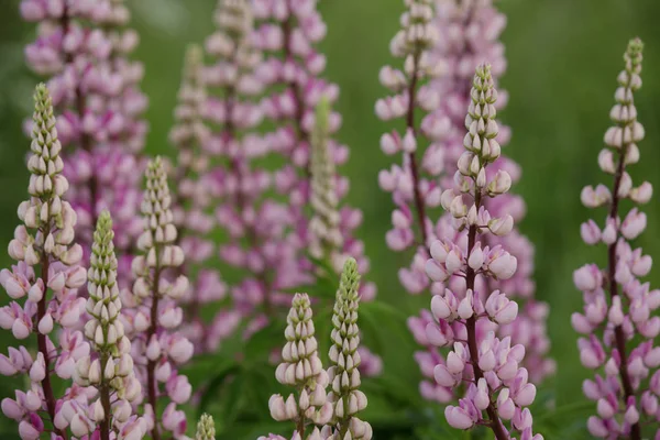 Fond naturel. Fleurs de lupin rose . — Photo