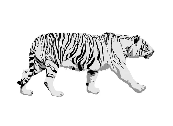 White tiger. Side view — Stock Vector
