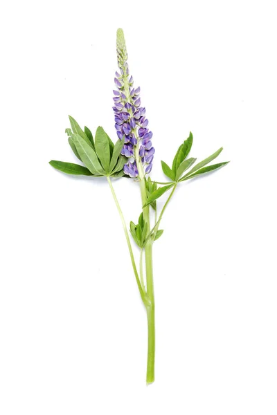 Lupin flor violeta sobre fondo blanco — Foto de Stock
