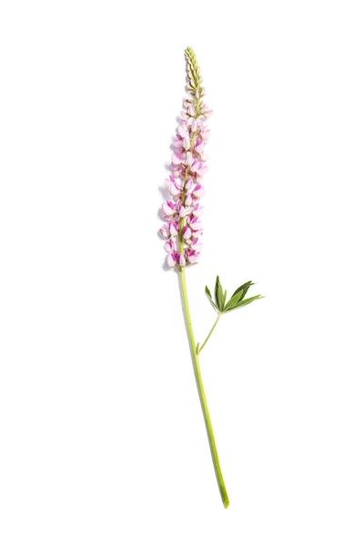 Lupin pink flower on white background — Stock Photo, Image